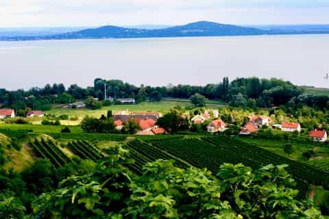 From Budapest: Somló and Northern Balaton Wine Day Trip
