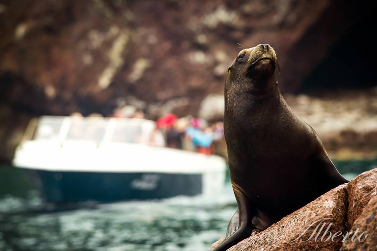 Z Paracas: Wyspy Ballestas i Rezerwat Narodowy Paracas