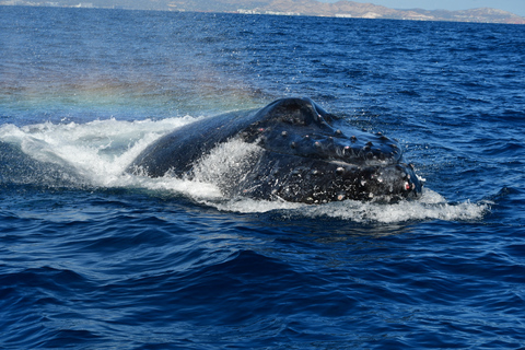 Cabo: Whale-Whatching Boat Trip w/ All-Women Crew and Photos
