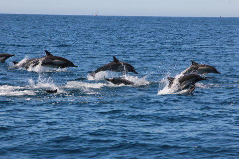 Cabo: Whale-Whatching Boat Trip w/ All-Women Crew and Photos