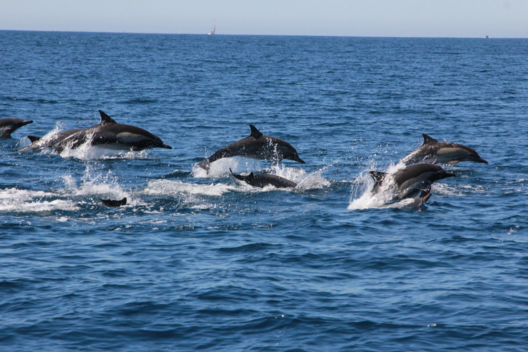 Cabo: Whale-Whatching Boat Trip w/ All-Women Crew and Photos