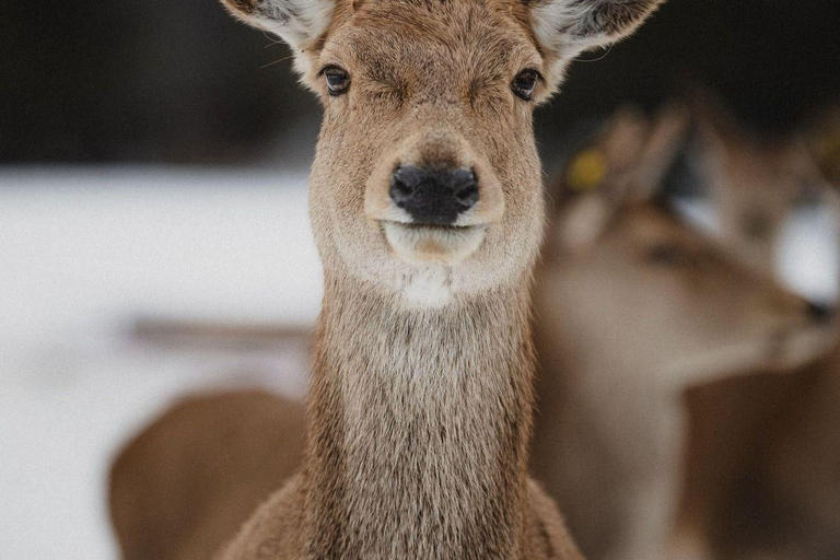Montréal/Hemmingford : Parc Safari accès journalier