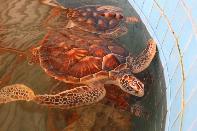 Khao Lak : rafting, bain des éléphants et centre des tortuesRafting, bain des éléphants et centre des tortues en privé
