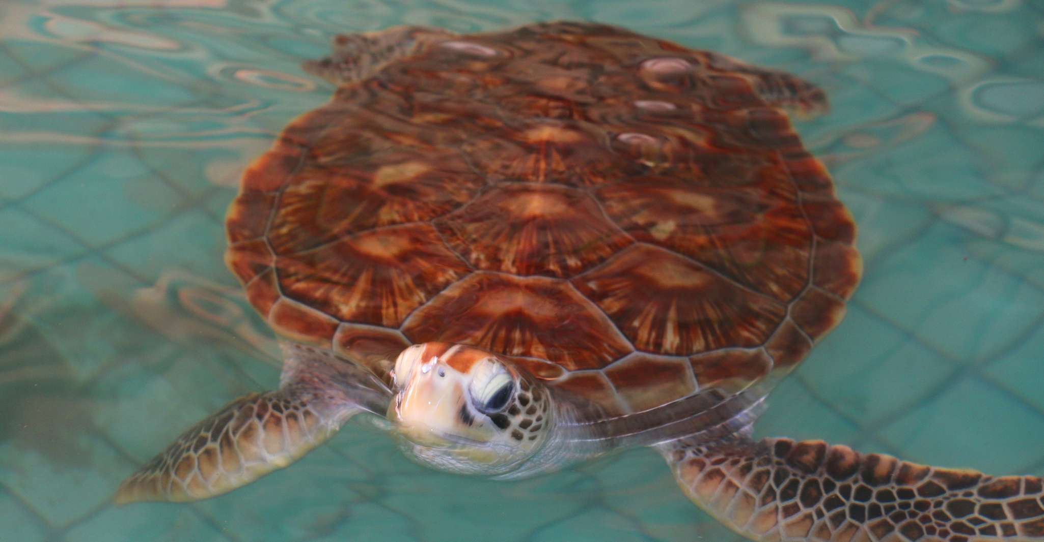 Khao Lak、Rafting、大象洗澡和海龟中心旅游 - Hizvo