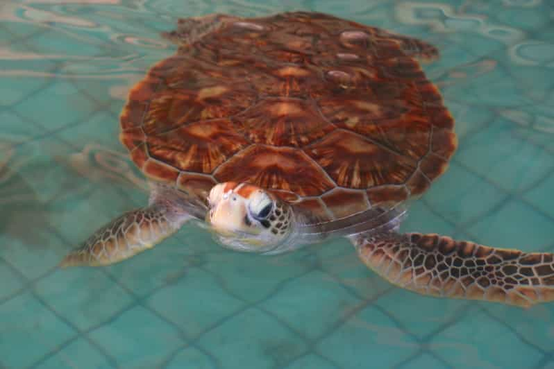 Khao Lak: Rafting, Elephant Bathing & Sea Turtle Center Tour | GetYourGuide