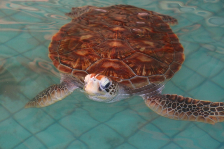 Khao Lak: Rafting, baño de elefantes y visita al centro de tortugas marinasTour de rafting, baño de elefantes y tortugas marinas