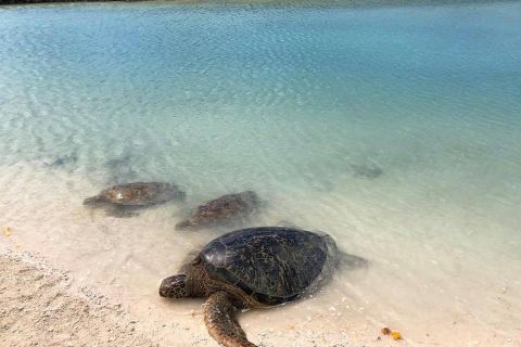 Port Vila : Tour de l'île, nourrissage des tortues avec déjeuner et prise en charge