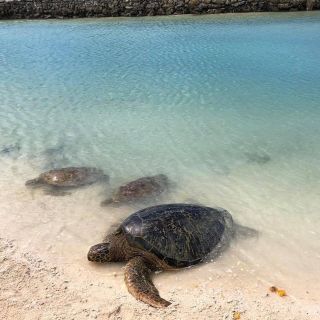 Port Vila: Island-kiertue, BBQ-lounas ja uinti kilpikonnien kanssa