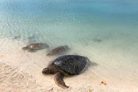 Port Vila: Island Tour, BBQ Lunch, and Swimming with Turtles