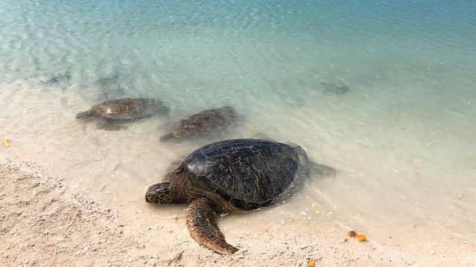 port vila island tour bbq lunch and swimming with turtles