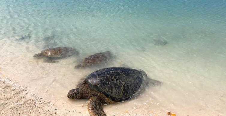 Port Vila Island Tour BBQ Lunch and Swimming with Turtles GetYourGuide