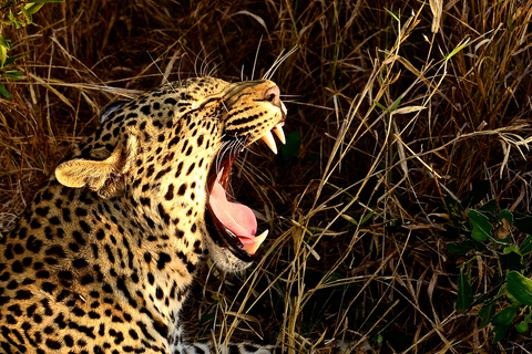 Safari Hluhluwe Imfolozi y Aldea Cultural DumazuluExcursión de un día a Hluhluwe Imfolozi y la Aldea Cultural DumaZulu