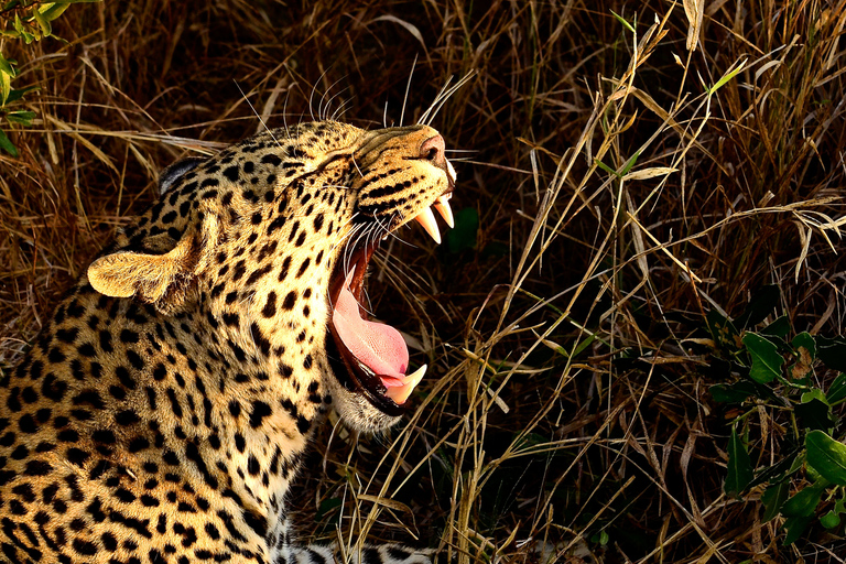 Safari Hluhluwe Imfolozi y Aldea Cultural DumazuluExcursión de un día a Hluhluwe Imfolozi y la Aldea Cultural DumaZulu