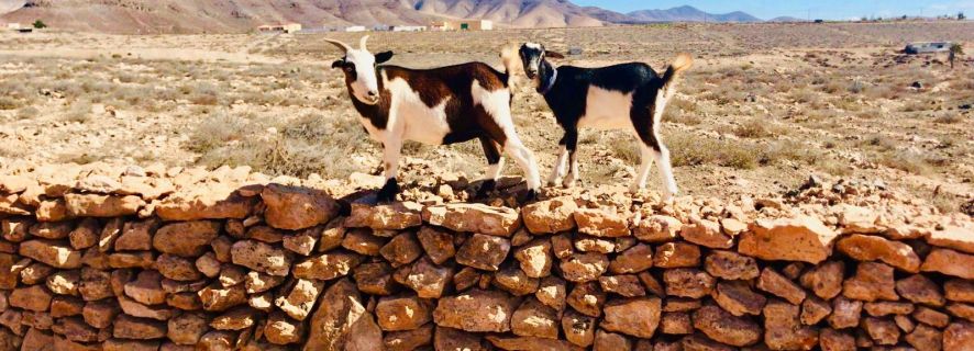 Excursión guiada con cabras de la isla