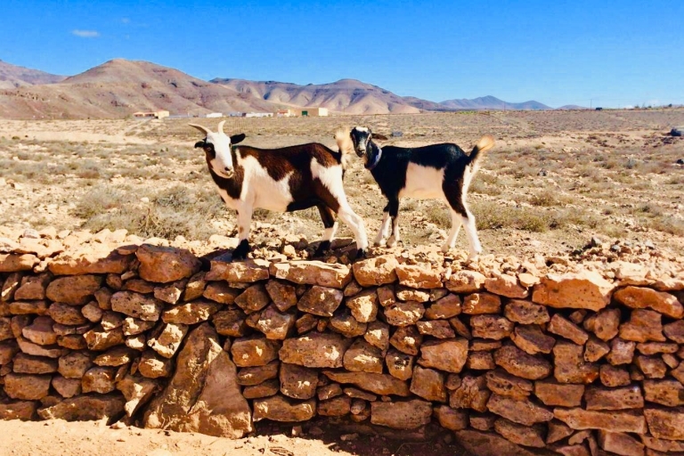Fuerteventura: trektocht met geiten & vergezichten