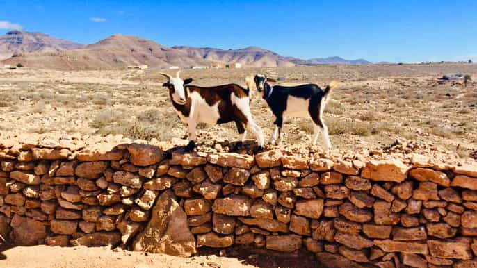 fuerteventura trekking with goats panorama tour