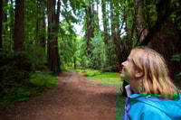From San Francisco, Muir Woods Redwood Forest Tour - Housity