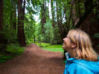 Ab San Francisco: Muir Woods National Monument Morgen-Tour Ab San Francisco: Muir Woods National Monument Morgen-Tour