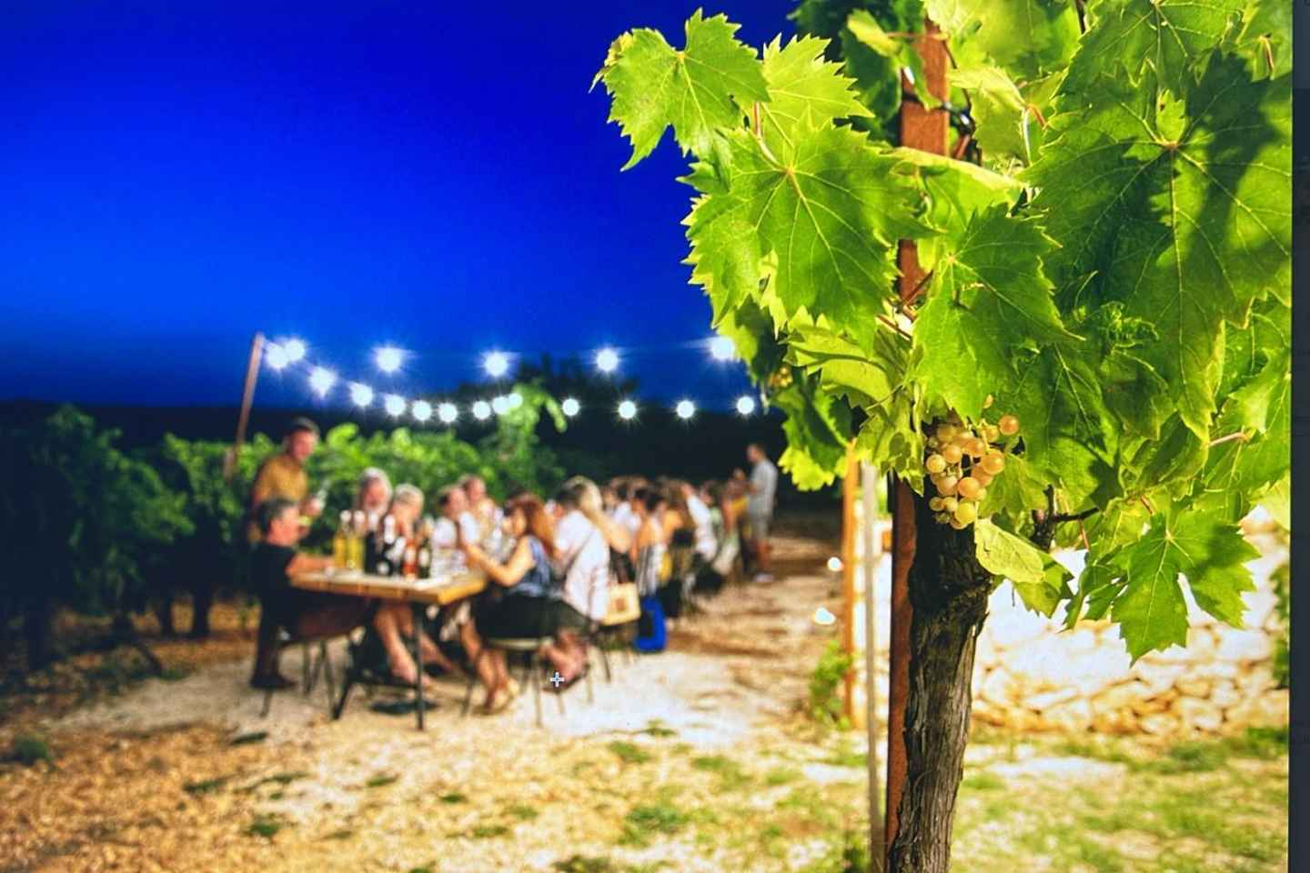 별빛 아래 포도밭에서 즐기는 와인 시음과 저녁식사