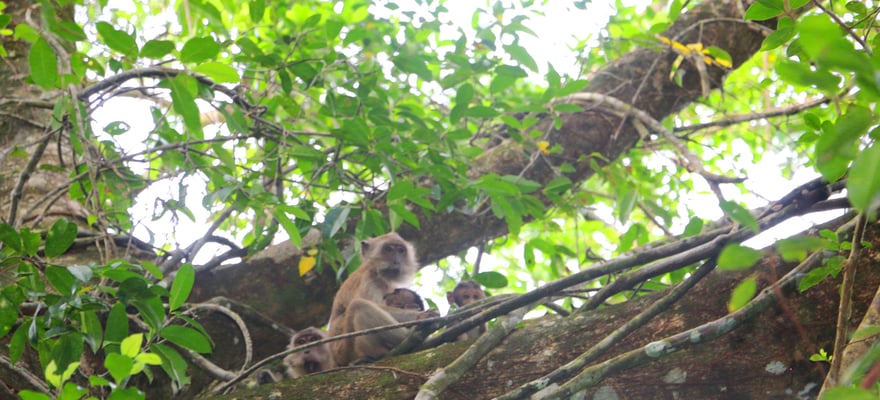 Beste Natur Und Abenteuer Nationalpark Si Phang Nga Kostenlos