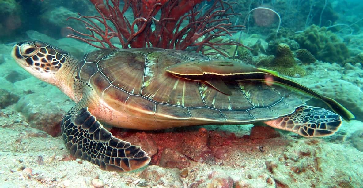 Koh Kood: Discover Scuba Diving for Beginners with 2 Dives
