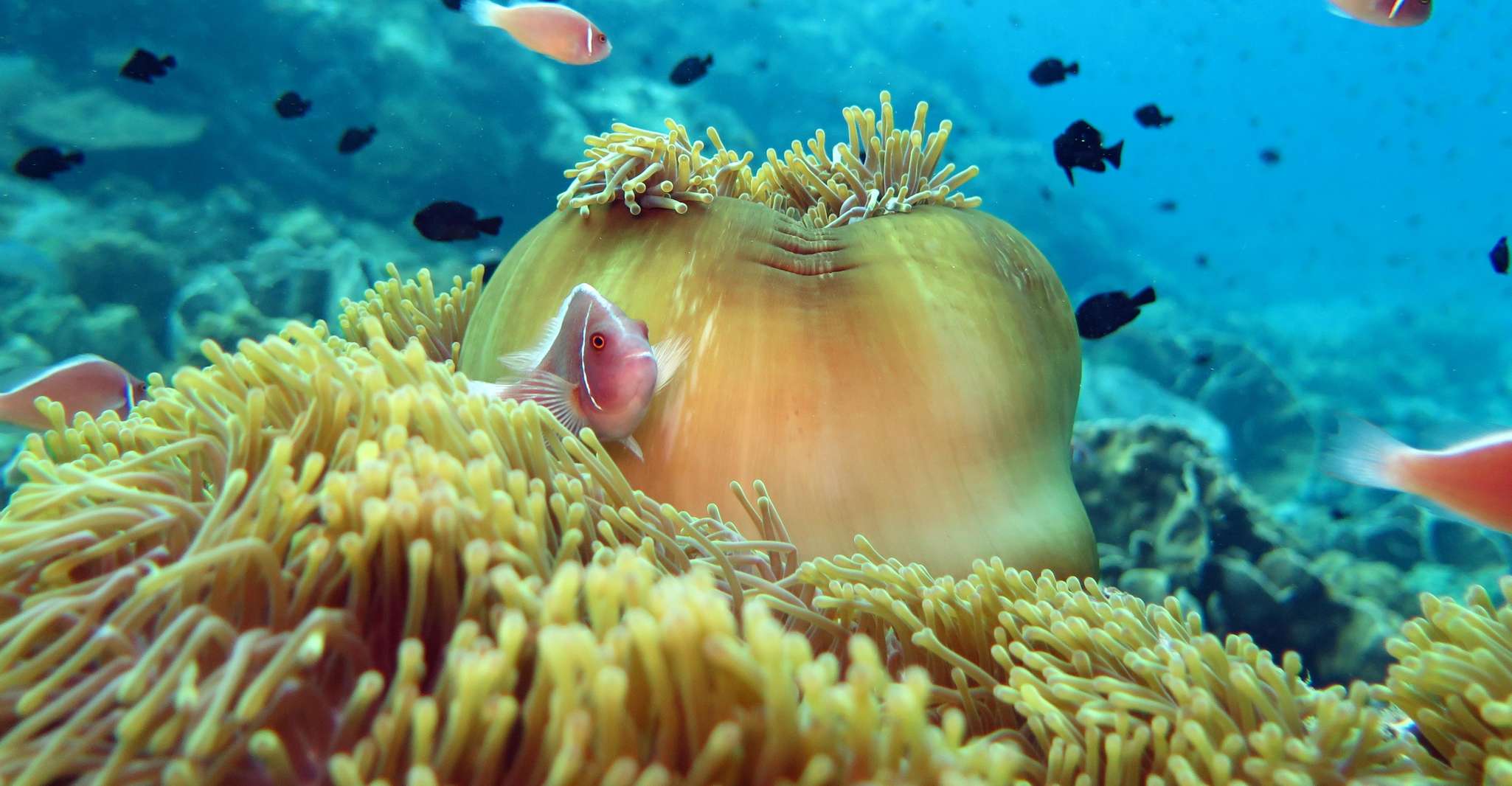 Koh Kood or Koh Rang, Snorkeling Day Trip with Buffet Lunch