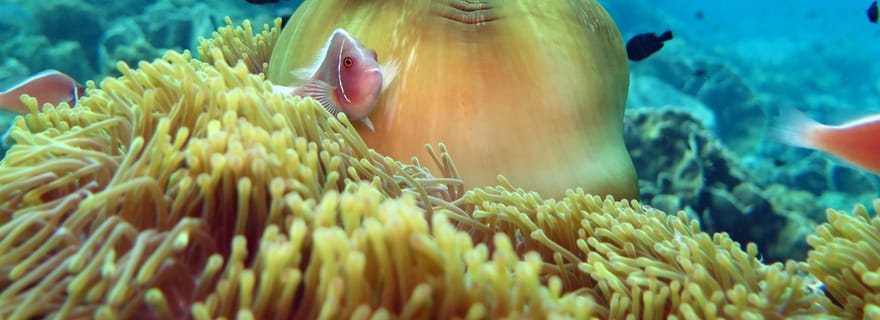 Koh Kood ou Koh Rang : Excursion d'une journée avec plongée en apnée et déjeuner buffet