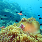 Koh Kood or Koh Rang: Snorkeling Day Trip with Buffet Lunch Koh Kood or Koh Rang: Snorkeling Day Trip with Buffet Lunch