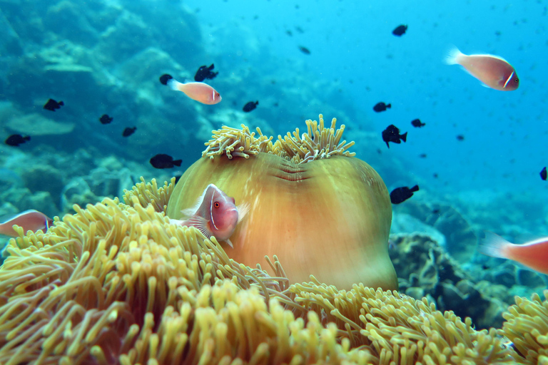 Koh Kood or Koh Rang: Snorkeling Day Trip with Buffet Lunch