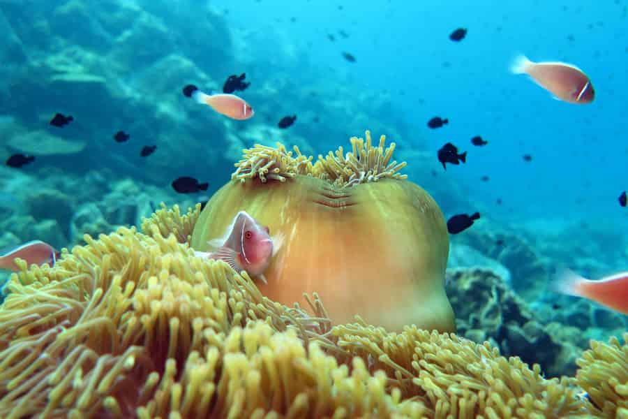 Koh Kood oder Koh Rang: Schnorchel-Tagestour mit Mittagsbuffet. Foto: GetYourGuide Koh Kood oder Koh Rang: Schnorchel-Tagestour mit Mittagsbuffet. Foto: GetYourGuide