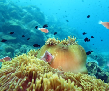 Koh Kood ou Koh Rang: Viagem de 1 dia para fazeres snorkeling com almoço buffet