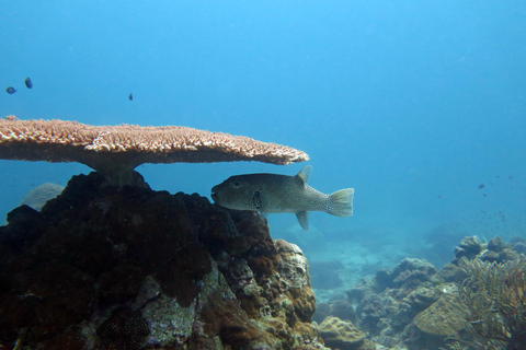 Koh Kood or Koh Rang: Snorkeling Day Trip with Buffet Lunch