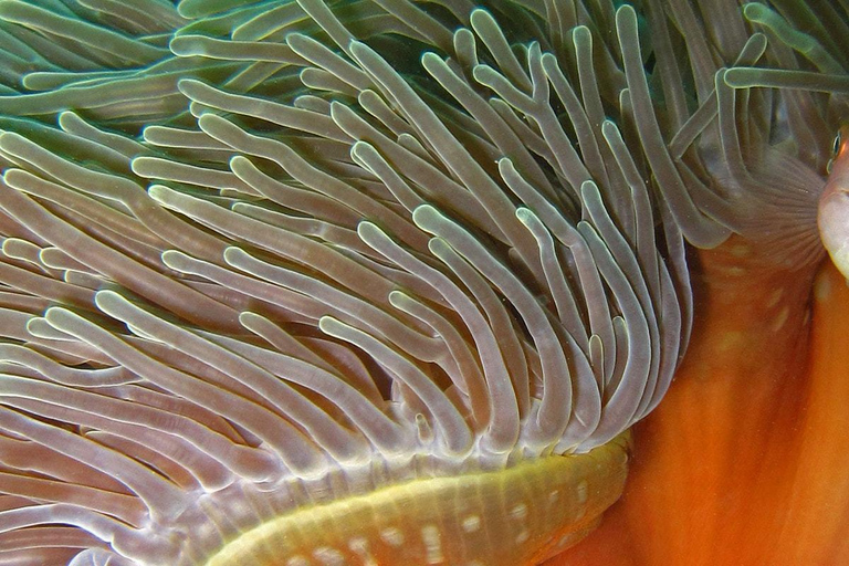 Koh Kood or Koh Rang: Snorkeling Day Trip with Buffet Lunch