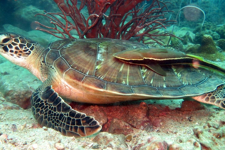 Koh Kood or Koh Rang: Snorkeling Day Trip with Buffet Lunch