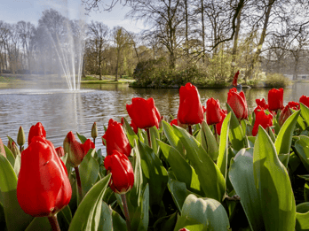 Tagestour zum Blumenpark Keukenhof Tagestour zum Blumenpark Keukenhof