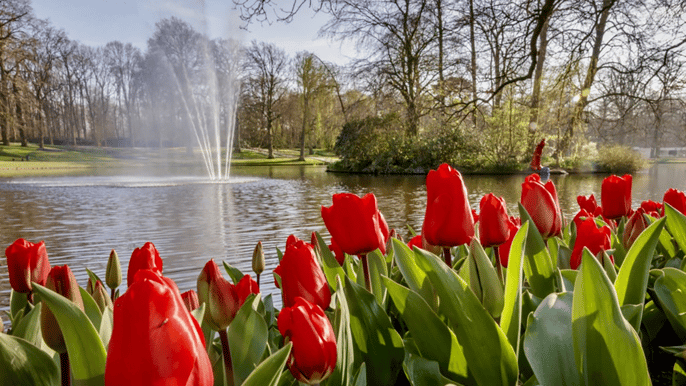 day trip to keukenhof flower park