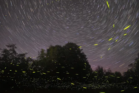 Puerto Princesa: Firefly Watching Bay Cruise with Dinner