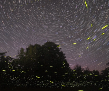 Puerto Princesa: Firefly Watching Bay Cruise with Dinner
