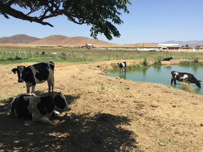 From Ensenada Ojos Negros Valley Cheese And Wine Tasting Tour Getyourguide