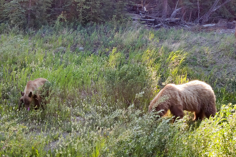 Från Whitehorse: Dagsutflykt till SkagwaySkagway-dagstur med upphämtning från utvalda Whitehorse-hotell