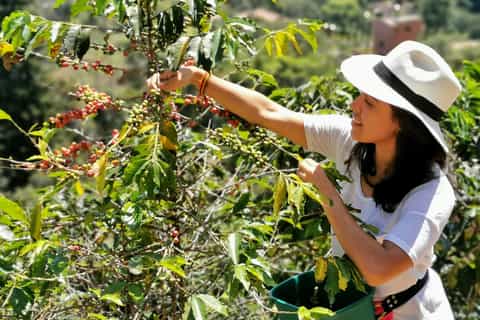 From Medellín: Guatape Rock and Coffee Farm Tour