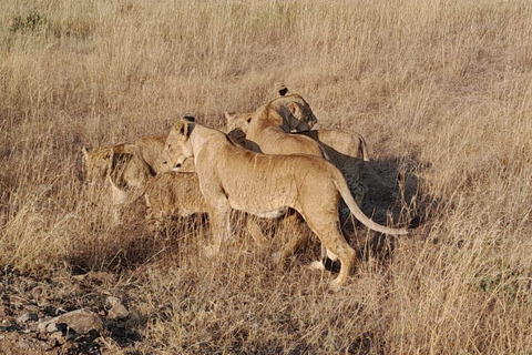 From Nairobi: Lake Nakuru & Naivasha National Park Day Tour Lake Nakuru & Naivasha