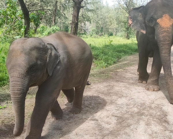 Khao Lak: Olifantenbaden en schildpaddencentrum bezoeken