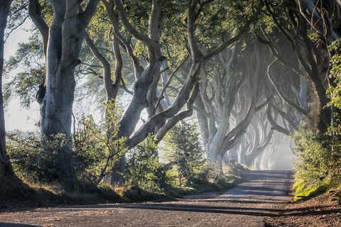 Da Dublino: Tour delle Giant&#039;s Causeway e degustazione di whiskyTour con posti a sedere liberi sull&#039;autobus - Primo arrivato, primo servito