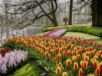 Keukenhof und Amsterdamer Schloss: Kleingruppen- oder Privattour Keukenhof und Amsterdamer Schloss: Kleingruppen- oder Privattour