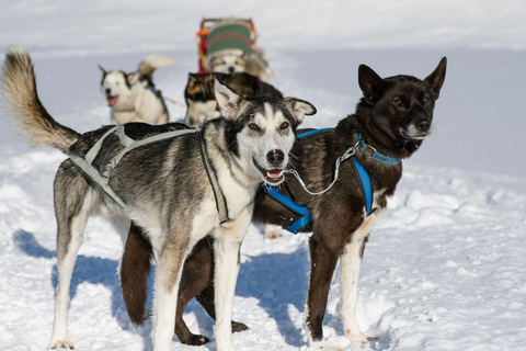 Excursión de 4 horas en trineo tirado por perros en Finnmarksvidda