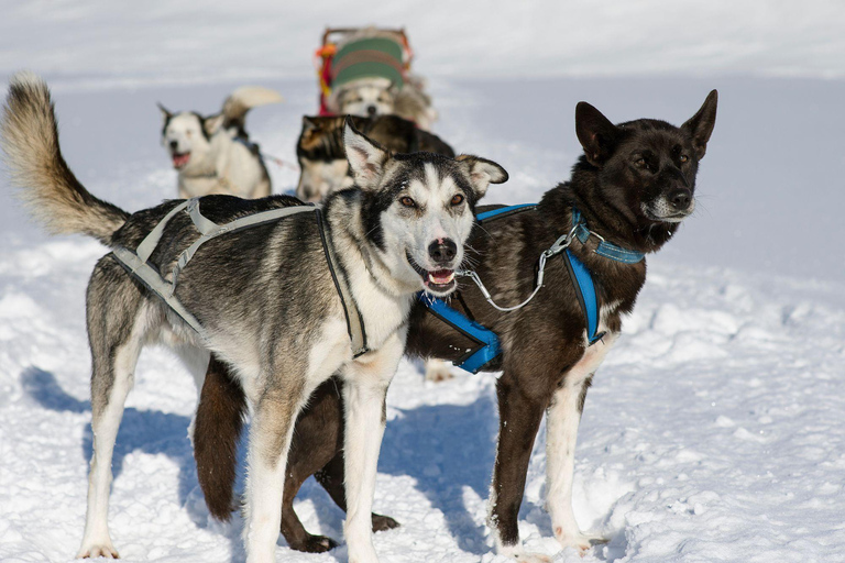 Gita di 4 ore in slitta trainata da cani a FinnmarksviddaViaggio di 4 ore in slitta trainata da cani a Finnmarksvidda