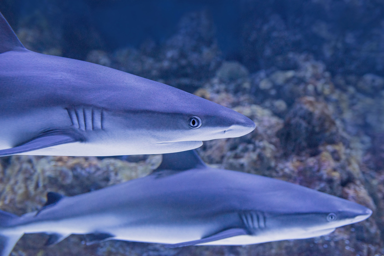 Da San Francisco: Notte ad Alcatraz, Muir Woods e Sausalito