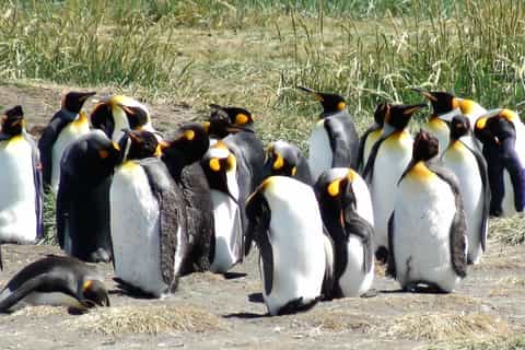 Punta Arenas: King Penguin & Tierra del Fuego Tour