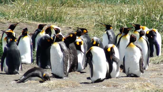 punta arenas königspinguin und tierradelfuegotour